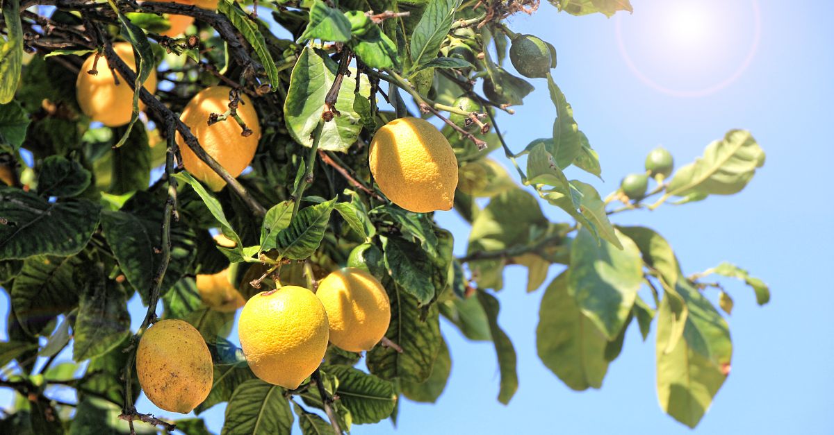 picture of lemons for arcticle citric acid in hospital grade cleaning products